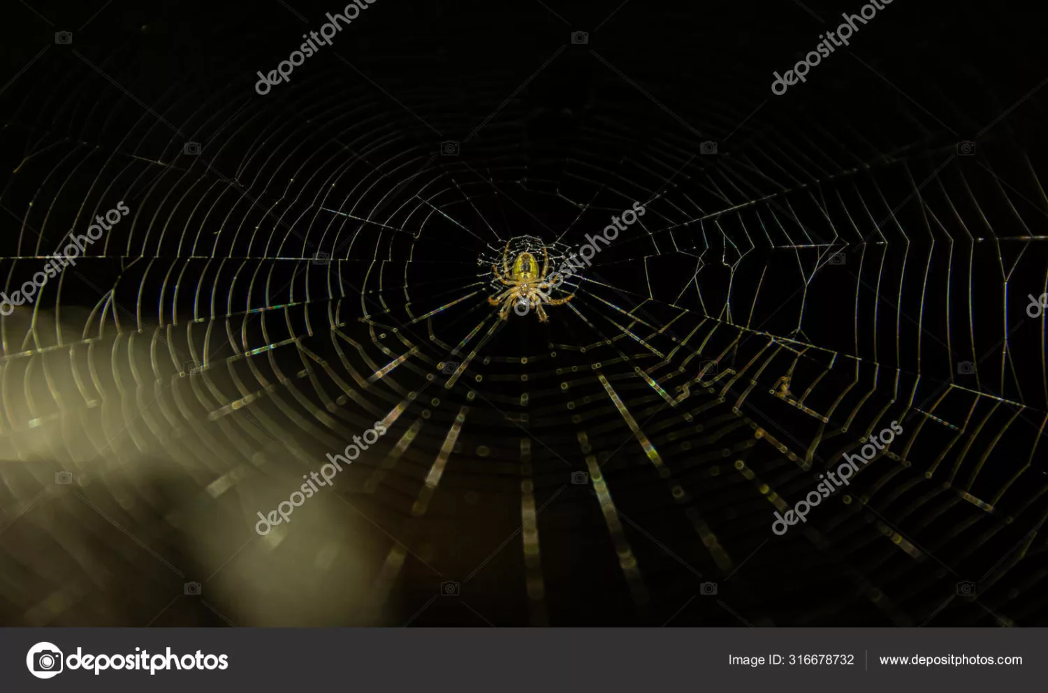 depositphotos 316678732 stock photo spider web dark background